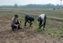 Bhabinkamtibmas Mentayan Dampingi Petani Tanam Padi Dukung Swasembada