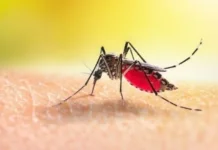 Waspada DBD di Bengkalis, 524 Kasus Tercatat hingga Juli 2026
