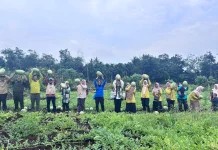 Panen Semangka Pambang, Pengunjung Bisa Petik hingga 10 Agustus