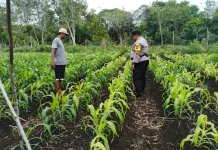 Bhabinkamtibmas Bantan Pantau Jagung BUMDes Dukung Ketahanan Pangan