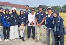 Sepekan KKM di Kemuning Muda Siak, Mahasiswa ISNJ Ikut Panen Raya Petani