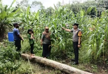 Bhabinkamtibmas Bantan Timur Dukung Panen Jagung Warga demi Ketahanan Pangan