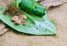 Khasiat Daun Sirih untuk Gigi Kuat