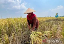 Indonesia Capai Swasembada Beras, Produksi Pecah Rekor dan Impor Dihentikan