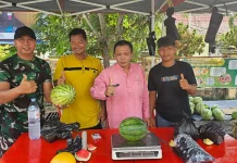 Petani Bengkalis Jajaki Peluang Pasok Semangka untuk Program MBG