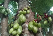 Manfaat Asam Belimbing Wuluh bagi Kesehatan, Buah Lokal yang Kaya Potensi