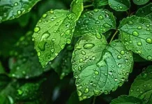 Dunia Pengetahuan: Bagaimana Embun Bisa Terbentuk di Pagi Hari?