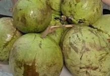 Buah Kenitu, Sawo Duren yang Kaya Nutrisi dan Antioksidan