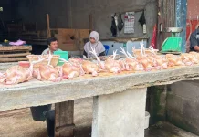 Harga Ayam Turun, Pedagang Bengkalis Sebut Usaha Stabil