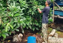 Petani Kopi Liberika Dusun Meranti Belah Pertahankan Usaha Turun-Temurun