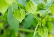 Manfaat Daun Ciplikan/Seletup untuk Kesehatan