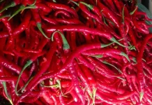 Harga Cabai di Pasar Terubuk Bengkalis Masih Melambung