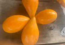 Buah Alkesa, Sawo Mentega yang Manis dan Kaya Nutrisi