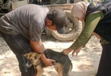 DPTHP Bengkalis Ajak Warga Aktif Cegah Penyebaran Rabies