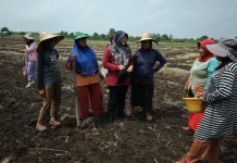 Petani Teluk Lanus Keluhkan Irigasi dan Keterbatasan Traktor