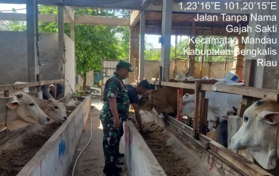 Pantauan Rutin Babinsa Cegah Ternak Penyakit Mulut Kuku