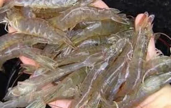 Cara Budidaya Udang Vaname di Kolam Terpal