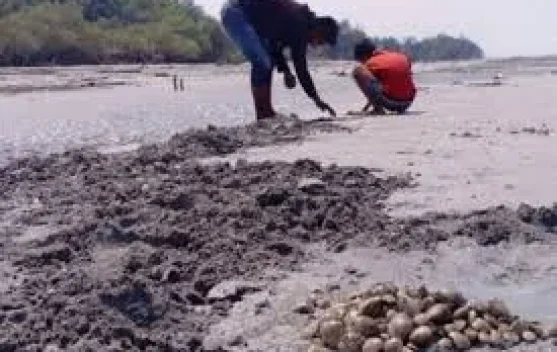 Cara Mencari Kerang di Pantai