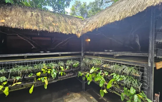 Mengenal Proses Kopi Luwak di Alas Harum Bali Bersama Rombongan Armina Daily