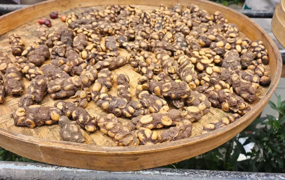 Proses Kopi Luwak di Alas Harum Bali