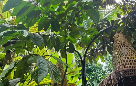Keunikan Kopi Luwak Bali, Apa yang Membedakannya dari Kopi Daerah Lain