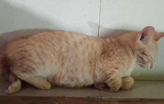 Cara Ampuh Membasmi Kutu Kucing Sampai Tuntas