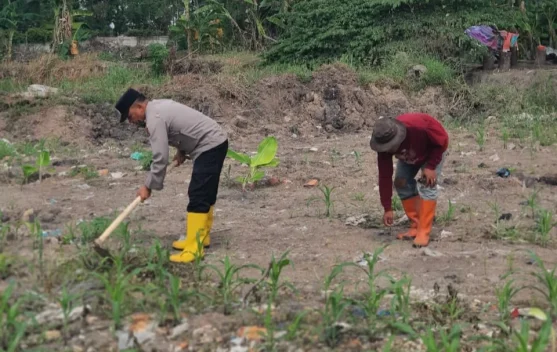 Polsek KSKP Dumai dan Petani Rawat Jagung Ketahanan Pangan