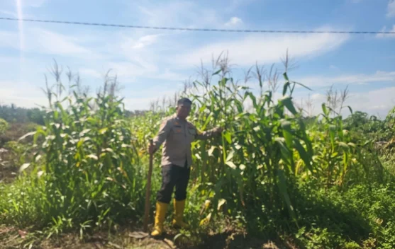 Polsek Mandau Kawal Program Jagung demi Swasembada Pangan