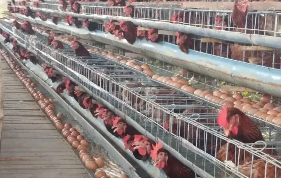 Beternak Ayam Petelur, Peluang UMKM Bangkitkan Ekonomi Desa