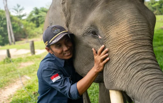 Harmoni di Tanah Balai Raja, saat Sang Gajah dan Manusia Berbagi Ruang Kehidupan