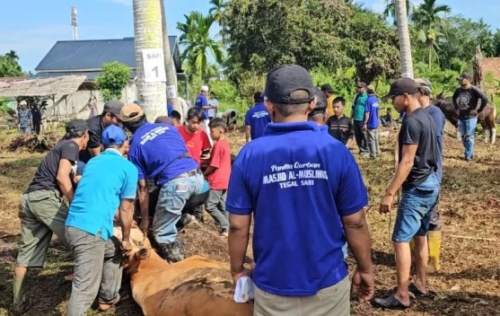 Tangis Yatmi Iringi Sapi Peliharaannya untuk Kurban