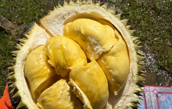 Dosen IPB Luruskan Mitos Durian Bikin Kolesterol