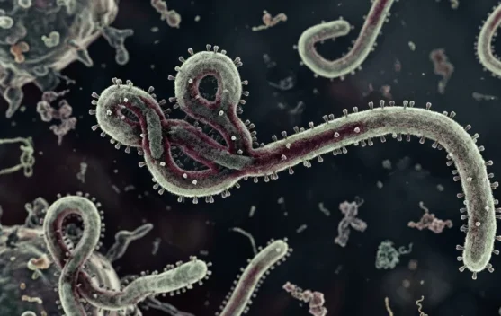 Kemenkes Pastikan Indonesia Nihil Kasus Ebola, Perkuat Pengawasan di Pintu Masuk