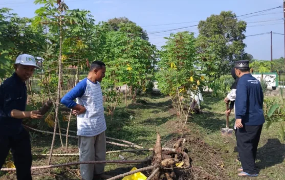 Dukung Ketahanan Pangan, KUA Siak Kembangkan Budidaya Tanaman Produktif