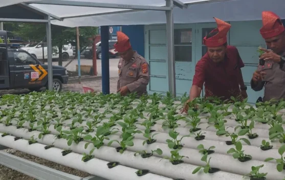 Hidroponik Pakcoy, Polsek Pelabuhan Dukung Program Pangan Nasional