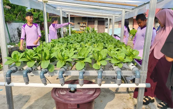 Budidaya Tanaman Hidroponik, Solusi Bertani Modern di Lahan Terbatas