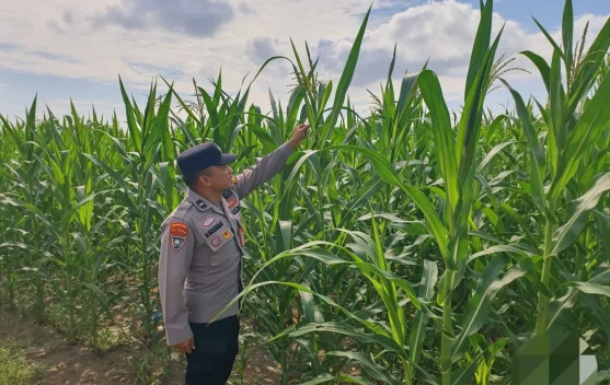 Polsek Pelabuhan Dumai Pantau Jagung Dukung Ketahanan Pangan