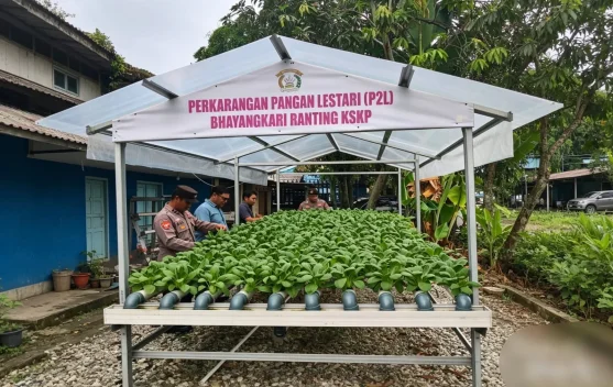 Tanaman Pakcoy Memasuki masa Panen, Polsek Kawasan Pelabuhan Cek Rutin Tanaman
