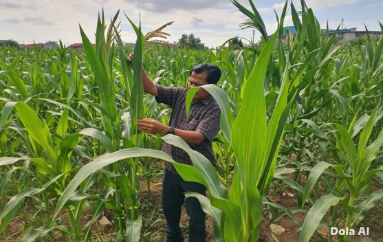 Polisi dan Petani Kompak Rawat Jagung, Ketahanan Pangan Makin Kuat