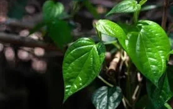 Manfaat Daun Sirih untuk Kesehatan