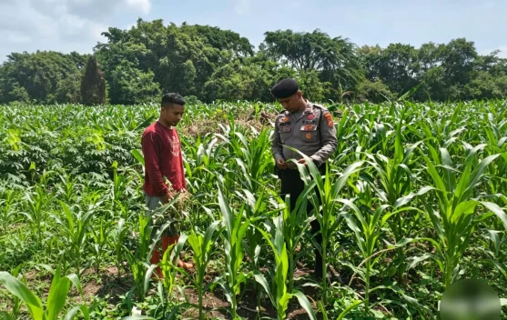 Jagung Mulai Berbunga, Polisi dan Petani Perkuat Ketahanan Pangan