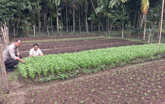 Polsek Bantan Dorong Ketahanan Pangan lewat Kebun Sayur Warga
