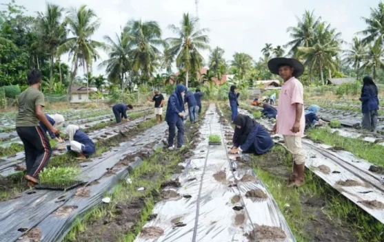 Polbeng Perkuat Pendampingan Desa lewat Penanaman 12.000 Bibit Cabai Merah