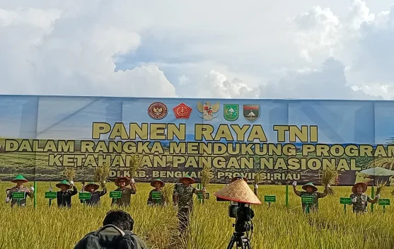 Kasdam dan Wabup Panen Padi di Siak Kecil Sekaligus Streaming bersama Presiden