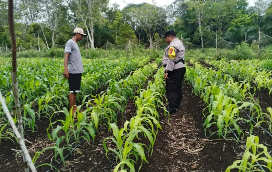Bhabinkamtibmas Bantan Pantau Jagung BUMDes Dukung Ketahanan Pangan