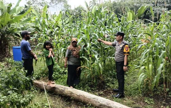 Bhabinkamtibmas Bantan Timur Dukung Panen Jagung Warga demi Ketahanan Pangan