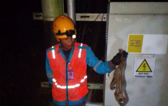 Gangguan Listrik di Bengkalis: PLN Fokus pada Mitigasi Hewan Liar