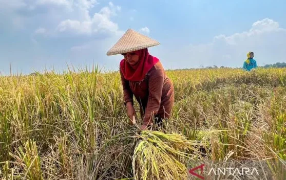 Indonesia Capai Swasembada Beras, Produksi Pecah Rekor dan Impor Dihentikan
