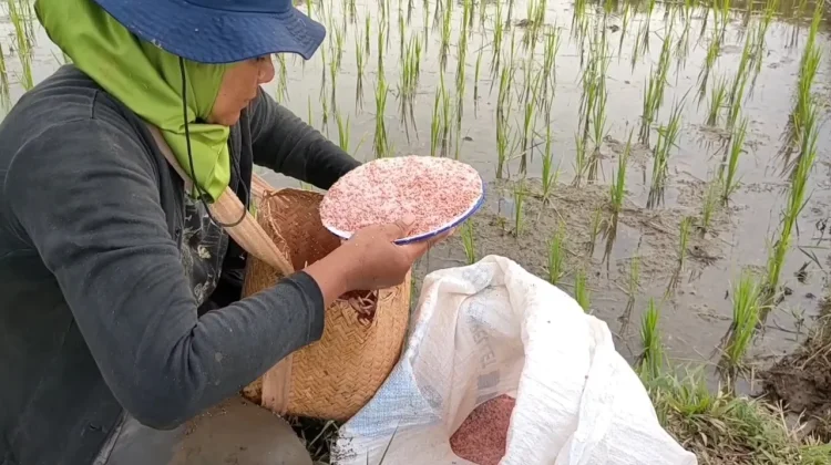 Pupuk Subsidi di Kabupaten Bengkulu Utara Telah Disalurkan