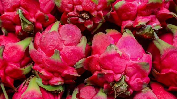 Manfaat Buah Naga untuk Kesehatan Tubuh